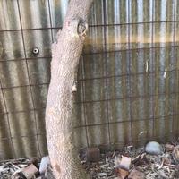Tronchetto di legno di bosso