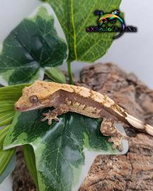 Geco ciliatus Maschio Super Priceee