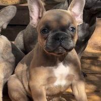 Bulldog francese