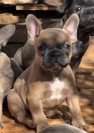 Bulldog francese
