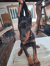 Dobermann cucciola femmina