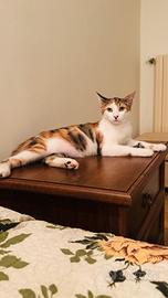 Gatti/Gatte
