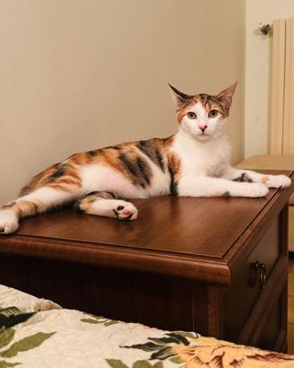 Gatti/Gatte
