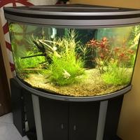 Acquario