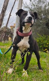 Cucciola di Pitbull
