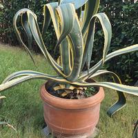 AGAVE americana Variegata