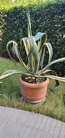 AGAVE americana Variegata