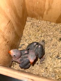 Parrocchetti pappagalli
