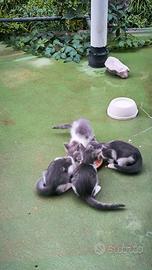 ,4 gattini bianchi e grigi