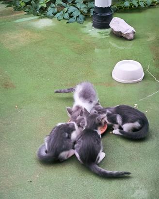 ,4 gattini bianchi e grigi