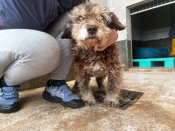 Nonna castagna anziana in canile taglia piccola