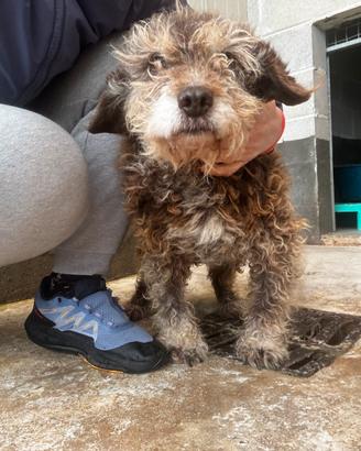 Nonna castagna anziana in canile taglia piccola