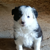 Cuccioli border collie