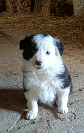 Cuccioli border collie