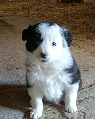Cuccioli border collie