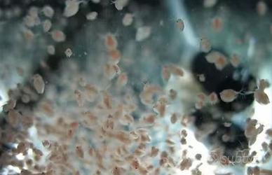 Daphnie Pulex cibo vivo acquario