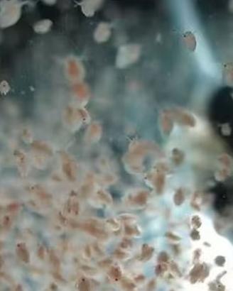 Daphnie Pulex cibo vivo acquario