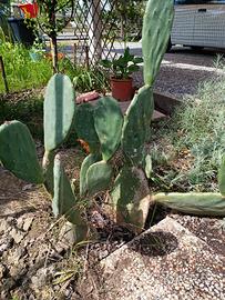 A NONANTOLA MODENA DA CRESCERE 