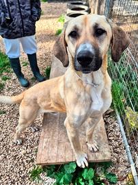 Giovane Kangal mix taglia grande in adozione