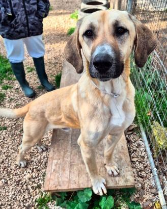 Giovane Kangal mix taglia grande in adozione