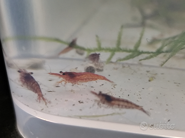 Neocaridine Red cherry