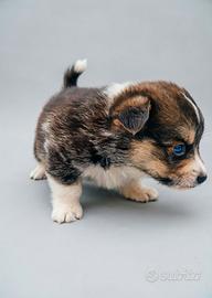 Welsh corgi pembroke