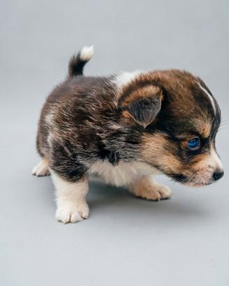 Welsh corgi pembroke