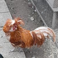 Vari galli in esubero