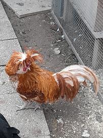 Vari galli in esubero