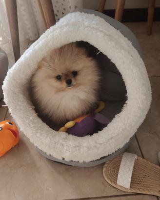 Spitz di Pomerania nano