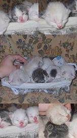 cuccioli gatto