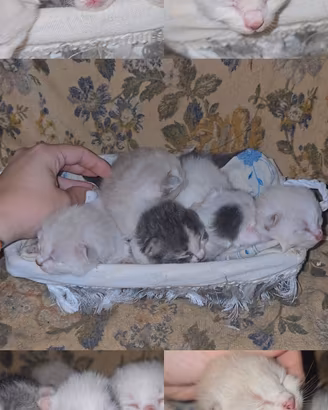 cuccioli gatto