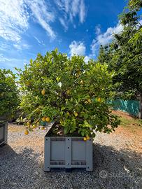 Pianta di Limone