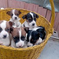 Cuccioli di Jacki Russell
