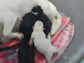 Chihuahua cucciolata pelo corto