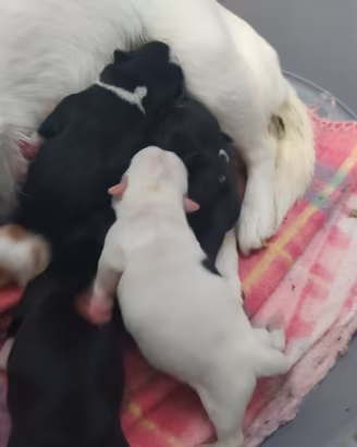Chihuahua cucciolata pelo corto
