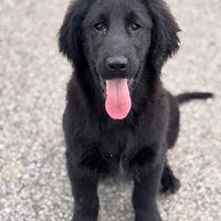 Flat Coated Retriever cuccioli
