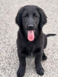 Flat Coated Retriever cuccioli