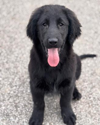 Flat Coated Retriever cuccioli
