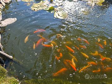 Carpe Koi