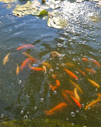 Carpe Koi