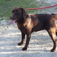 Labrador cioccolato femmina