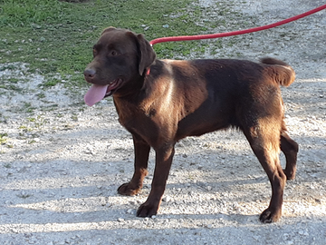 Labrador cioccolato femmina