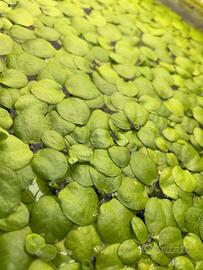Frogbit pianta galleggiante acquario + omaggio
