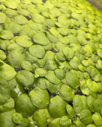 Frogbit pianta galleggiante acquario + omaggio