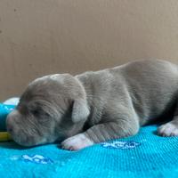 Cuccioli disponibili