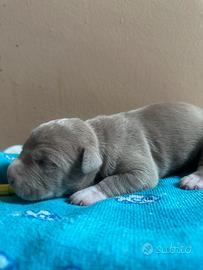 Cuccioli disponibili