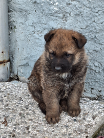 Cuccioli pastore