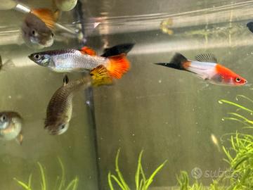 Pesci tropicali guppy,black molly