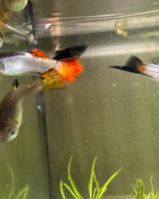Pesci tropicali guppy,black molly